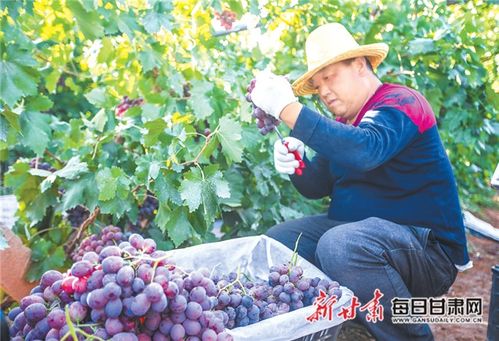 管好田间 保障舌尖——临泽县全面提升农产品质量安全工作纪实