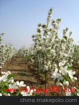 供应海棠树苗——怀来县金海棠农产品贸易中心优质乔木资源